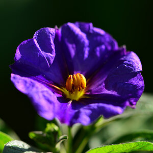 DSC 2916 Solanum
