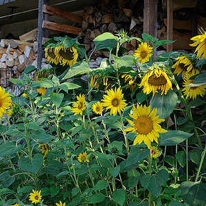 Sonnenblumen MOL 3556