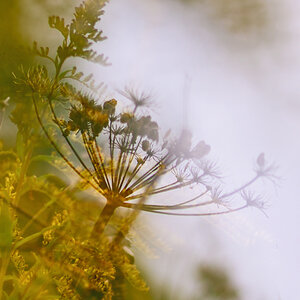 169900herbst