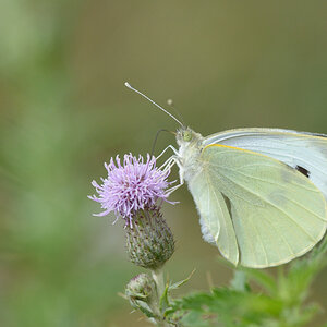 506900schmetterling