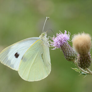 495900schmetterling