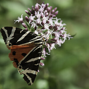 schmetterling 03