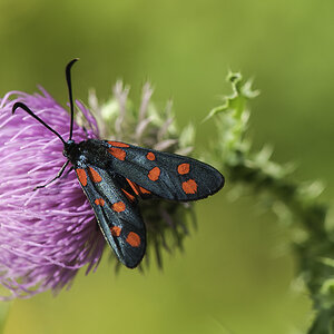 schmetterling 04