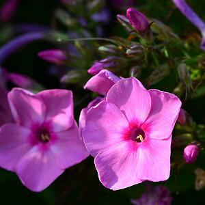 DSC 2632 pink
