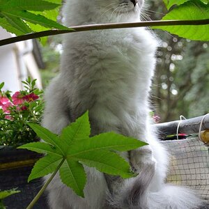 DSC 7464
Erdmännchen?