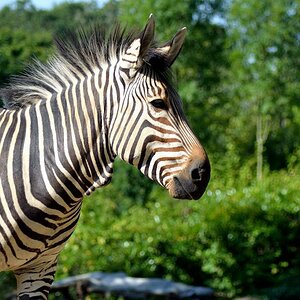DSC 6699
Zebra