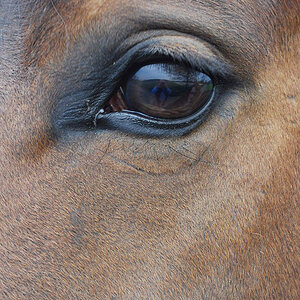 Rolfs Auge (DSC 3192AAx)