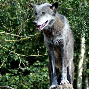 DSC 6751
Wolf
