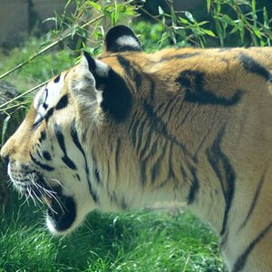 DSC 7012
Tiger
