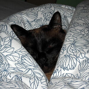 Simba schläft viel und sehr lange - am liebsten natürlich gut zugedeckt in meinem Bett ;-)