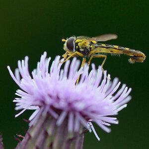237900schwebfliege