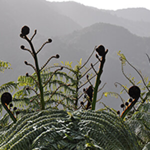 Silver fern - Far North