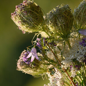 101900blumen