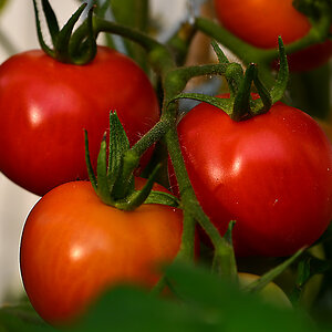 DSC 2724 Tomaten