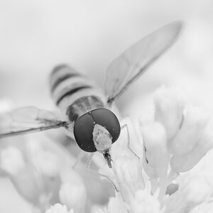 Schwebefliege 5bw