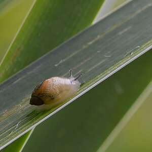 459900bernsteinschnecke