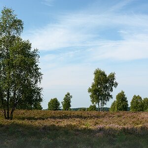 D71 1499