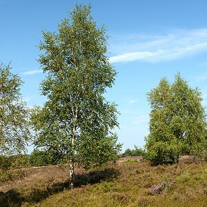 D71 1513