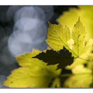 waldlicht