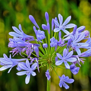 Blüte