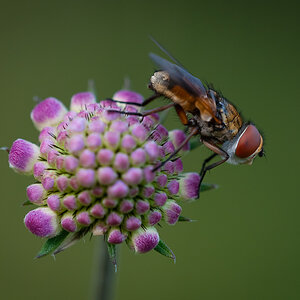 DSC 0932