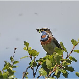 DSC 3019