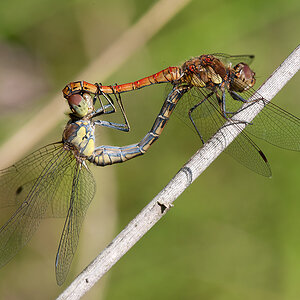 Heidelibelle Gemeine 2013 08 29 01
