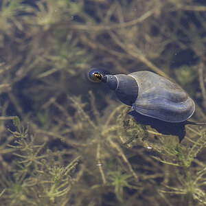 schnecke 01