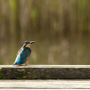 Eisvogel 3
