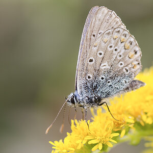 Schmetterling