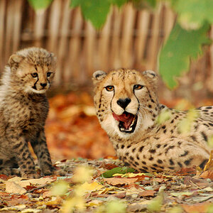Geparden Jungtier und Mama