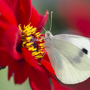 Schmetterling 2