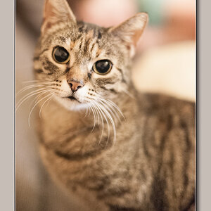 Katze1
