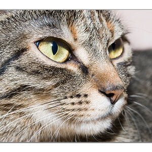 Katze2