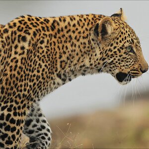 acomp Kenia 20111014 07071