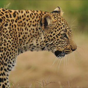 acomp Kenia 20111014 07075