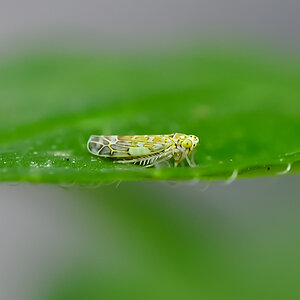 macro2