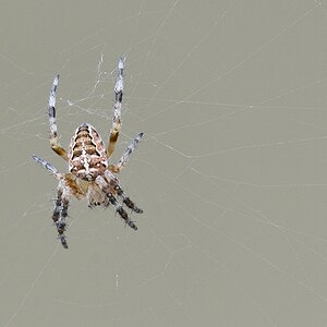 Spinne_1