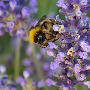 Nikon D5200 Bild Hummel 1