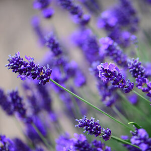 Lavendel