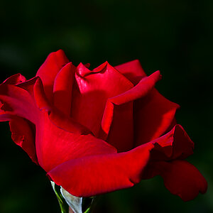 DSC 0317 Rose