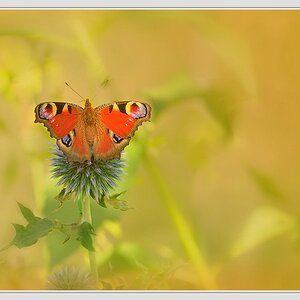 Compressed 0399