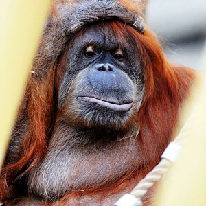 Zoobilder