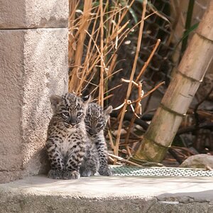 leopard DSC 3658