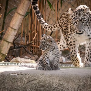 leopard DSC 3665