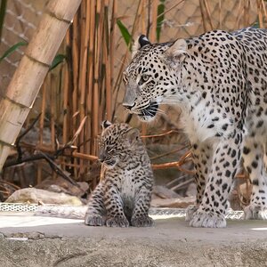 leopard DSC 3669