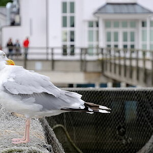 Möwenblick