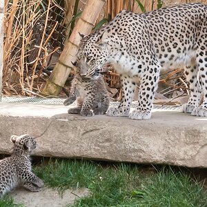 leopard DSC 3634