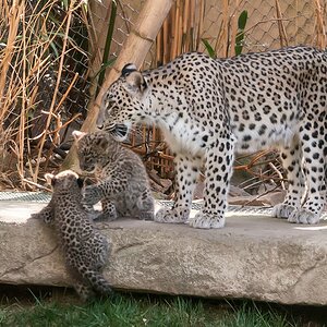 leopard DSC 3639