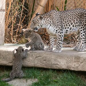leopard DSC 3640